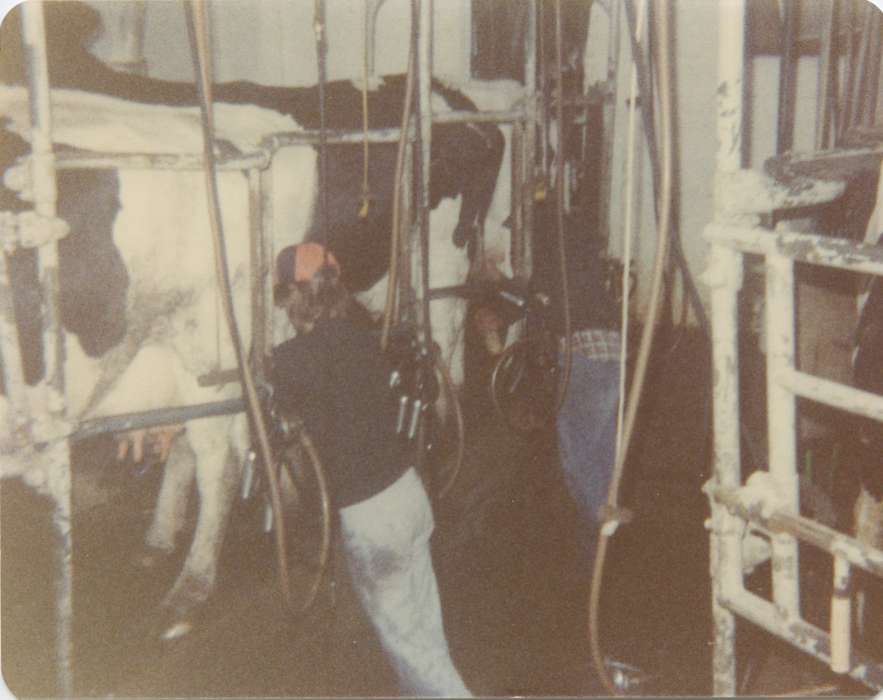 dairy cow, history of Iowa, Davenport, IA, milking parlor, cow, milking, Farming Equipment, Iowa, Labor and Occupations, Iowa History, Becker, Alfred, Animals