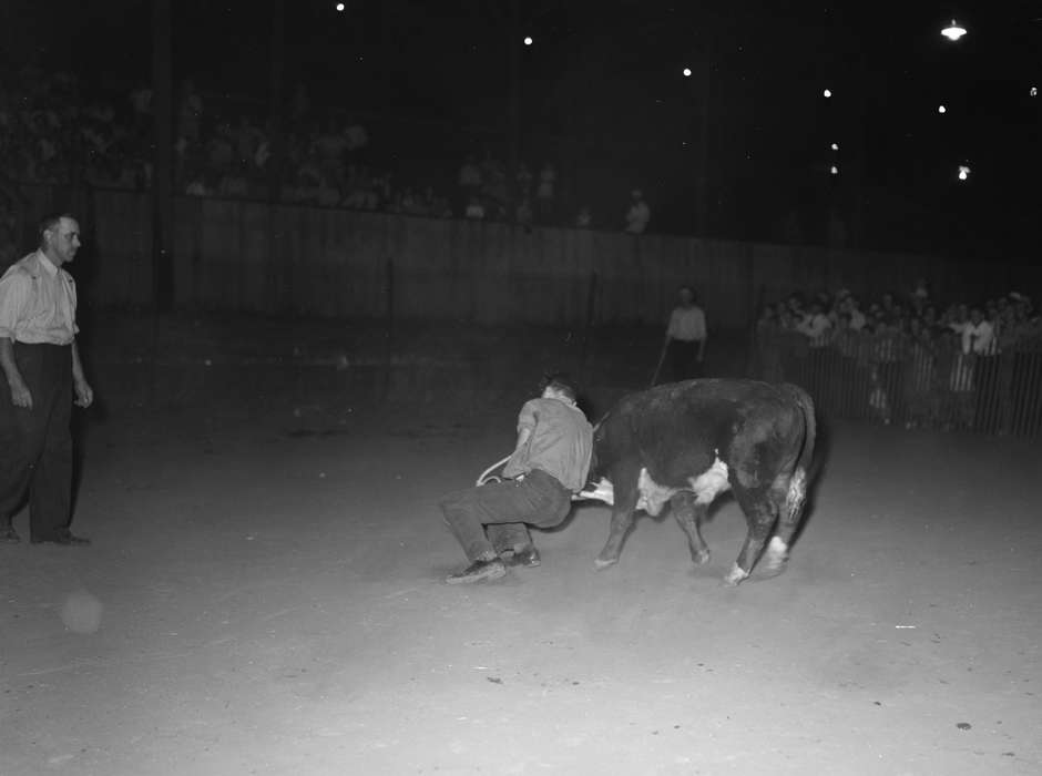 Families, Fairs and Festivals, calf, competition, Animals, agriculture, Library of Congress, Children, Iowa, Iowa History, fairground, history of Iowa, Entertainment