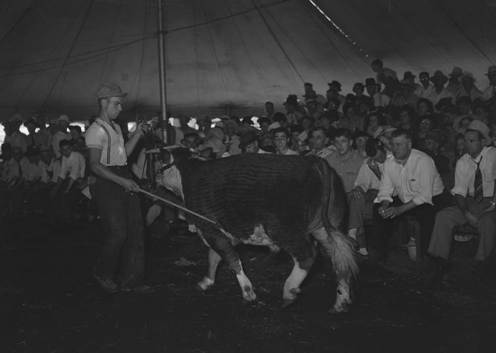 crowd, Iowa, agriculture, calf, Animals, exhibit, history of Iowa, Iowa History, Fairs and Festivals, tent, Library of Congress