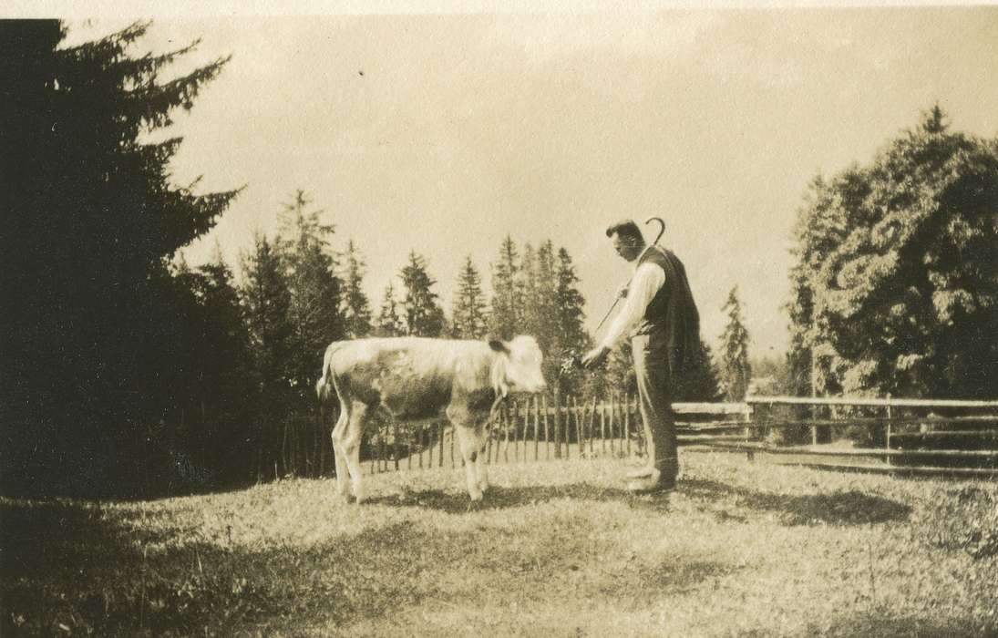 Animals, Fabos, Edith, cow, calf, Leisure