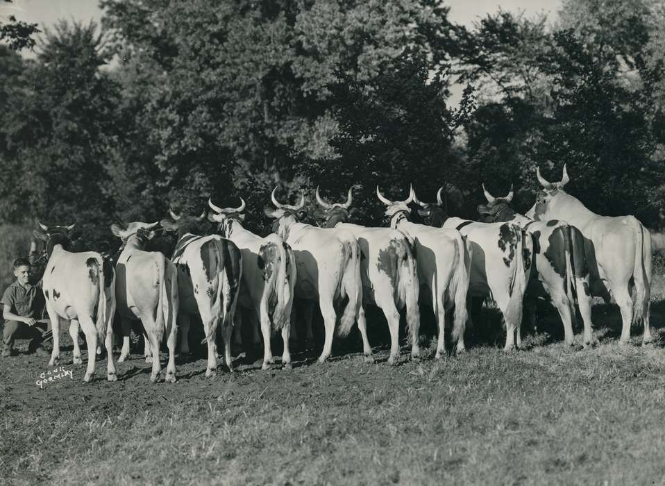 national cattle congress, Animals, cattle congress, Photos, history, ia, IA, historic, Black Hawk, ayrshire cow, Iowa, Waterloo, Grout Museum of History and Science, cows, United States