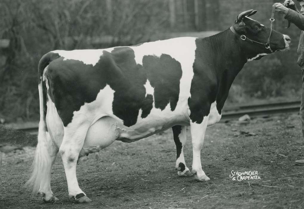 history, holstein cow, Photos, cattle congress, Black Hawk, IA, cow, Animals, ia, historic, United States, Grout Museum of History and Science, Waterloo, Iowa, national cattle congress