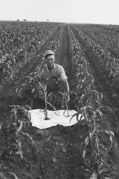 Portraits - Individual, Iowa, IA, United States, Photos, historic, Labor and Occupations, Coon Rapids, Farms, history, ruler, ia, Coon Rapids Enterprise, corn field, corn