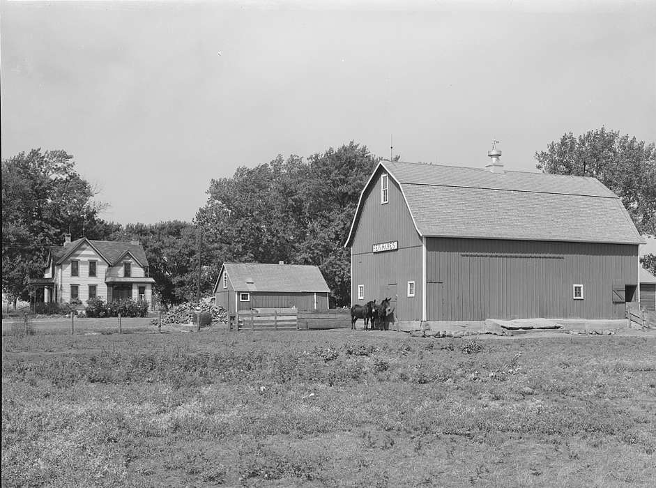 sheds, Library of Congress, history of Iowa, cupola, Farms, pasture, farmhouse, red barn, trees, Iowa History, Homes, barnyard, Barns, Iowa, Animals, mule, homestead