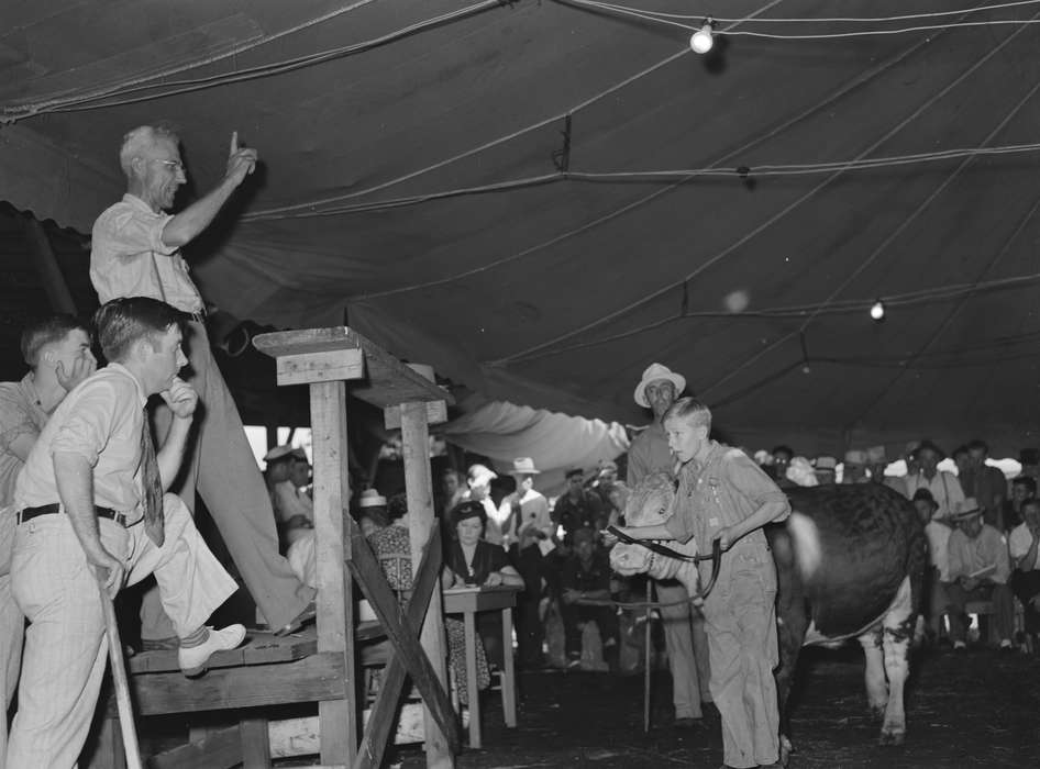 exhibit, history of Iowa, calf, agriculture, tent, Library of Congress, competition, fairground, Iowa History, Iowa, Animals, Children, Fairs and Festivals