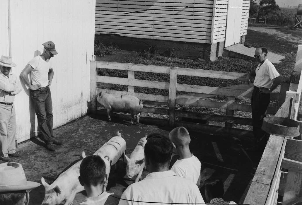 United States, history, pig, ia, Photos, Animals, Barns, Coon Rapids Enterprise, historic, Iowa, pig pen, Fairs and Festivals, pig farm, IA, Coon Rapids, Farms