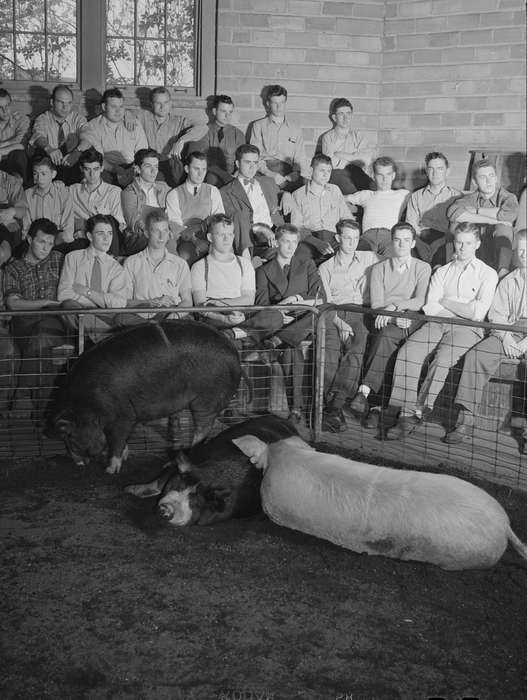 history of Iowa, classmates, Library of Congress, pigs, pig pen, young men, Iowa History, Iowa, Animals, classroom, Schools and Education