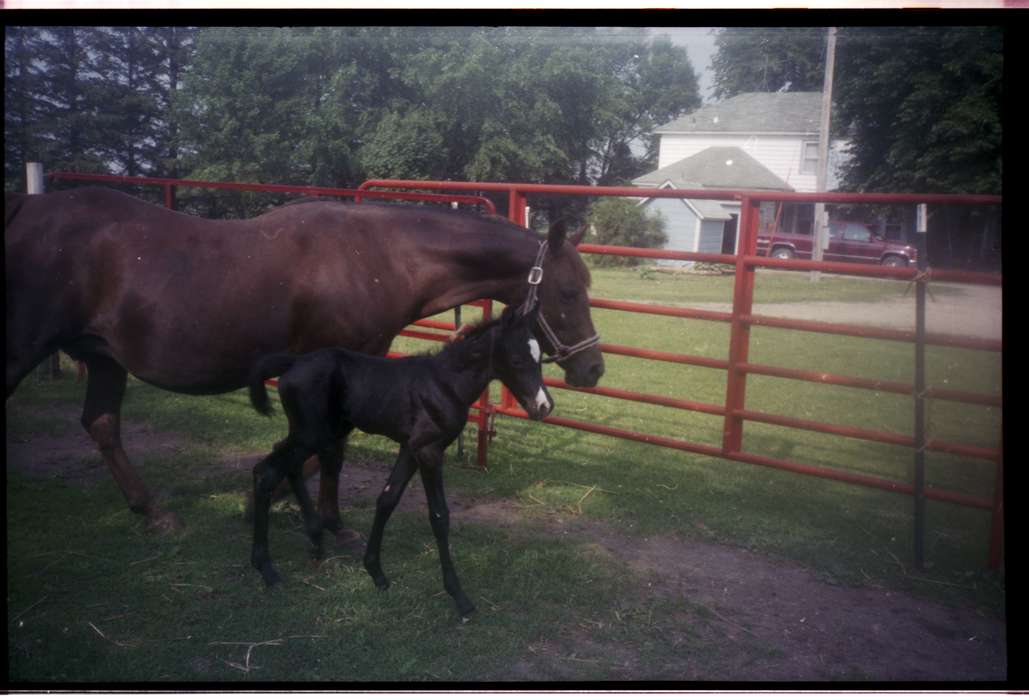 Plainfield, IA, horse, Farms, Hewitt, Angie, Iowa History, Animals, Iowa, foal, history of Iowa