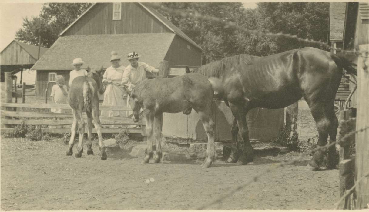Iowa, horse, foal, Animals, WI, Iowa History, history of Iowa, Farms, Hilmer, Betty, Barns