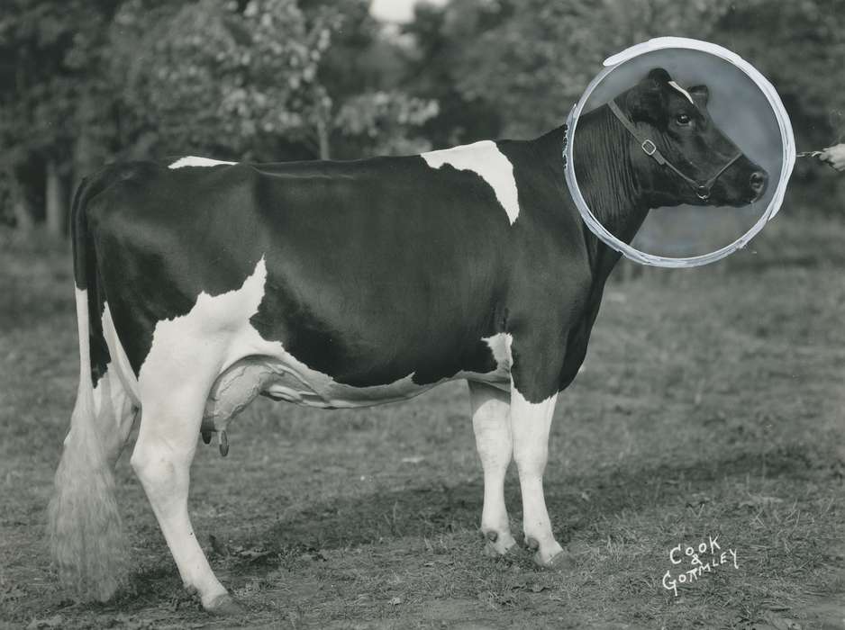 cattle congress, cow, holstein cow, Waterloo, Iowa, Black Hawk, Grout Museum of History and Science, Animals, IA, history, historic, ia, national cattle congress, holstein, United States, Photos