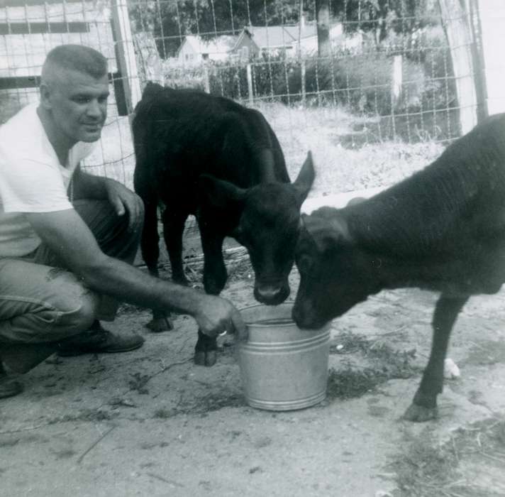 Ott, Mark, cow, Animals, Iowa, Iowa History, calf, farm, pail, Strawberry Point, IA, history of Iowa