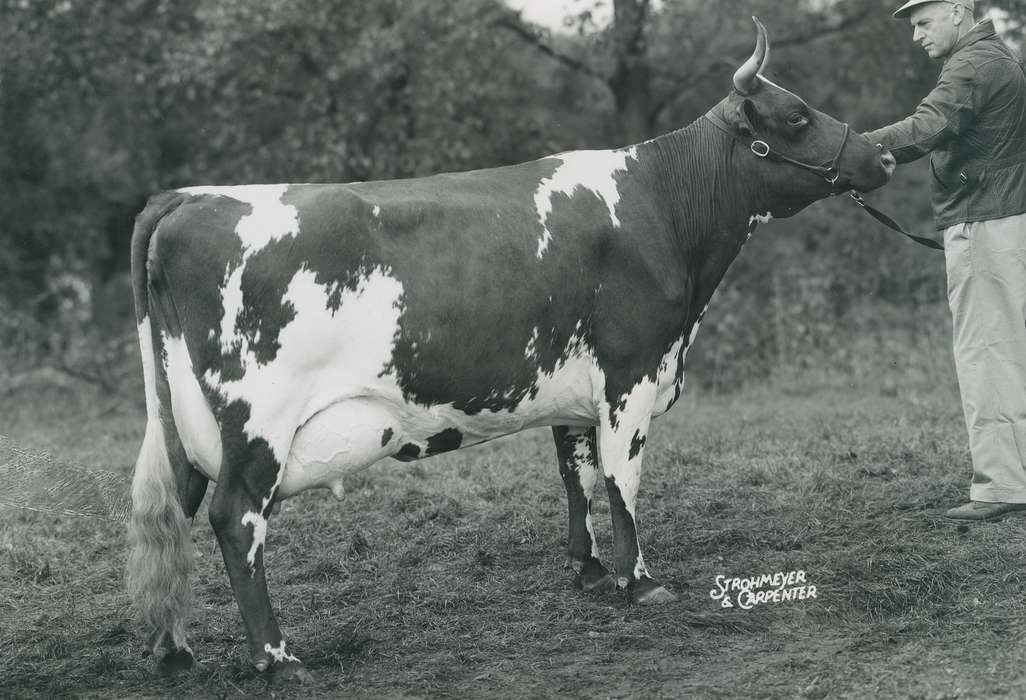 national cattle congress, Animals, cattle congress, Waterloo, Photos, history, ia, IA, historic, Black Hawk, ayrshire cow, Iowa, cow, Grout Museum of History and Science, United States