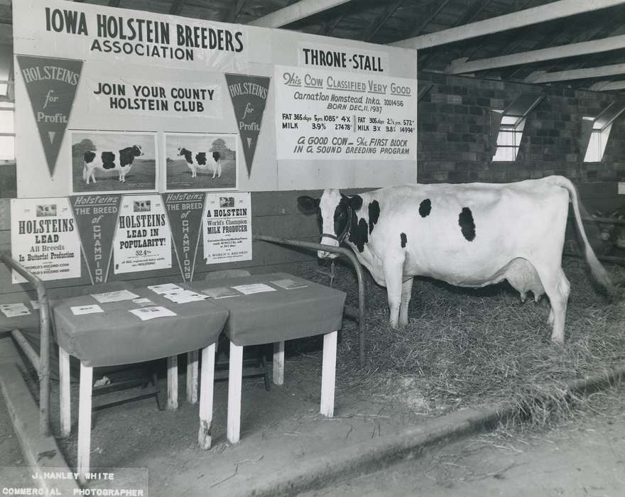 history, holstein cow, Photos, cattle congress, Black Hawk, IA, cow, Animals, Fairs and Festivals, ia, historic, United States, Grout Museum of History and Science, Waterloo, Iowa, national cattle congress