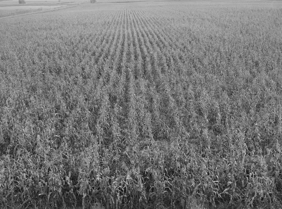 Aerial Shots, Landscapes, Iowa History, history of Iowa, field, cornfield, Iowa, Farms, Library of Congress, corn