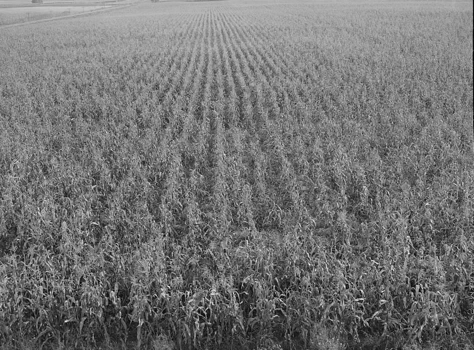 Landscapes, Library of Congress, field, cornfield, Iowa, Iowa History, Aerial Shots, history of Iowa, Farms