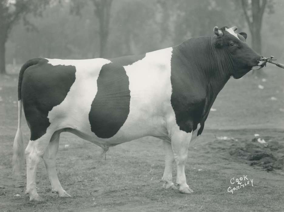 cattle congress, Waterloo, Iowa, holstein bull, Black Hawk, Grout Museum of History and Science, Animals, IA, history, bull, historic, ia, national cattle congress, holstein, United States, Photos