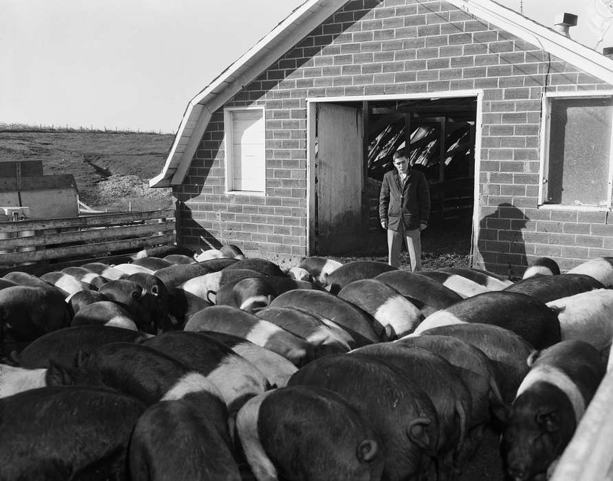 Coon Rapids, pig, Barns, history, jacket, historic, United States, IA, ia, Iowa, Coon Rapids Enterprise, Animals, Photos, pig pen