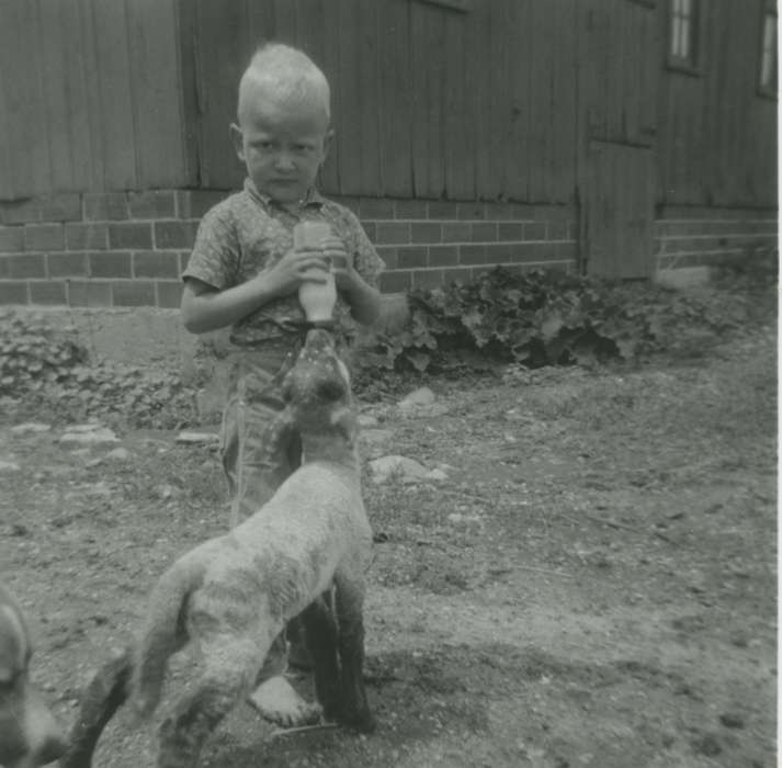 Animals, North Washington, IA, Iowa, Children, Glaser, Joseph, Iowa History, lamb, bottle, history of Iowa, Farms