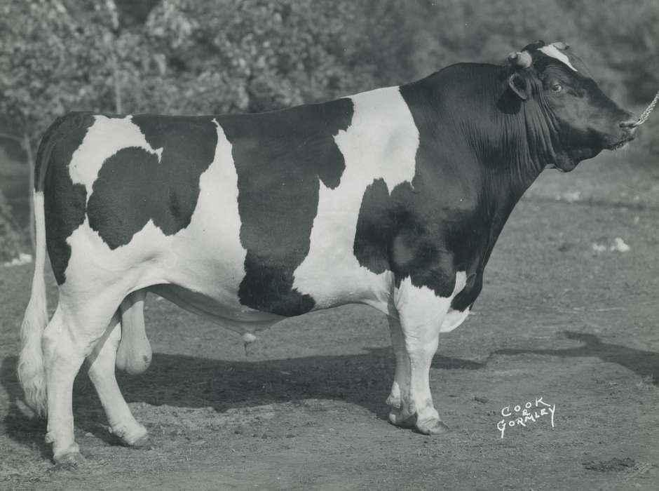 cattle congress, Waterloo, Iowa, holstein bull, Black Hawk, Grout Museum of History and Science, Animals, IA, history, bull, historic, ia, national cattle congress, holstein, United States, Photos