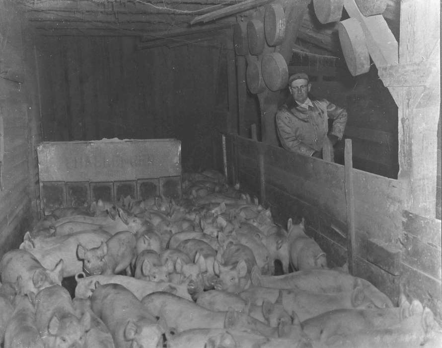 Barns, cap, history, jacket, historic, ia, Iowa, piglet, Coon Rapids Enterprise, Animals, glasses, Photos