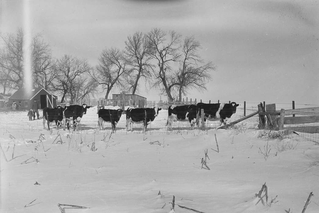 snow, ia, Photos, United States, IA, Winter, holstein, fence, barren tree, Coon Rapids, Iowa, historic, Farms, history, Animals, Coon Rapids Enterprise, cow