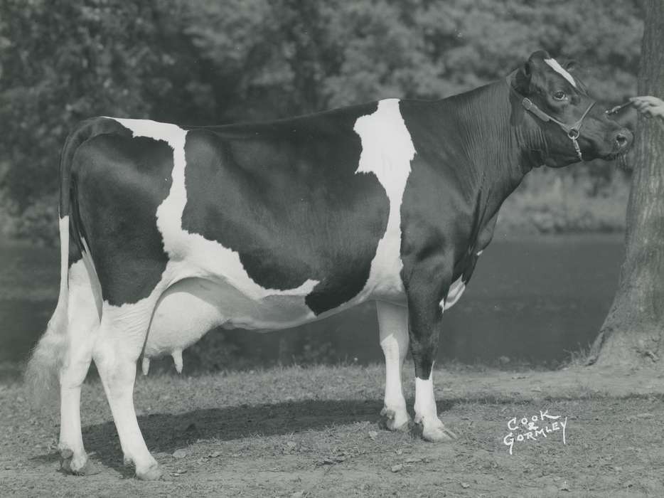 cattle congress, cow, holstein cow, Waterloo, Iowa, Black Hawk, Grout Museum of History and Science, Animals, IA, history, historic, ia, national cattle congress, holstein, United States, Photos