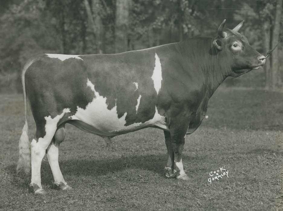 Waterloo, Grout Museum of History and Science, national cattle congress, guernsey bull, Black Hawk, guernsey, United States, Photos, cattle congress, woods, bull, Iowa, Animals, historic, history, IA, ia, trees