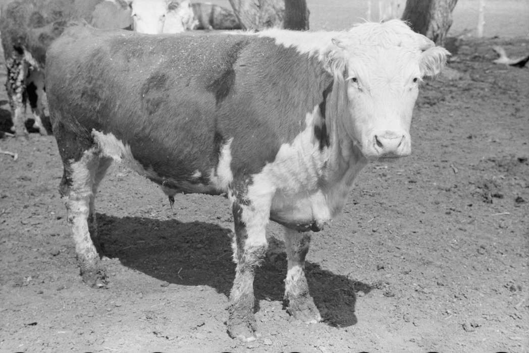 cattle, history of Iowa, Library of Congress, hereford, dirt, Iowa History, steer, Iowa, Animals, feedlot, Farms