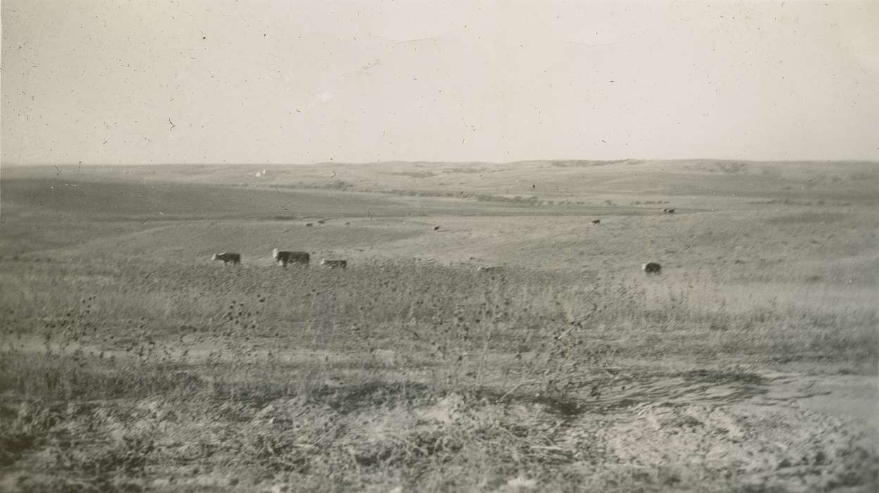 Travel, Landscapes, Animals, cow, CO, cattle, Iowa History, history of Iowa, Beach, Rosemary, Iowa