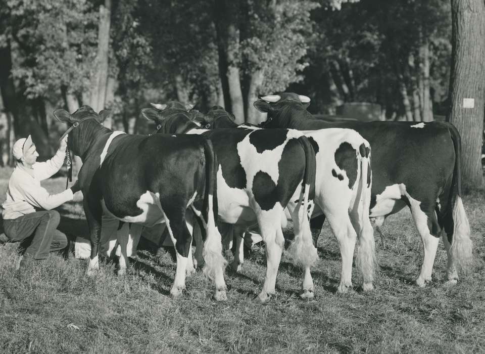 cattle congress, cow, holstein cow, cow butt, Waterloo, Iowa, Black Hawk, Grout Museum of History and Science, Animals, IA, history, historic, ia, national cattle congress, holstein, United States, Photos