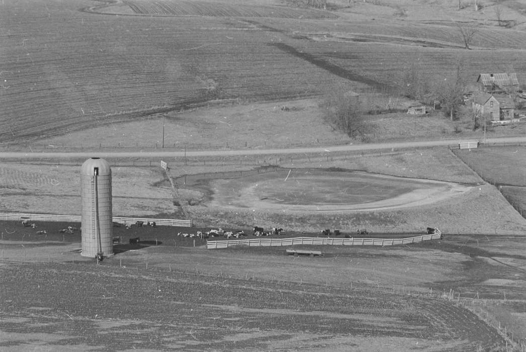 field, silo, Lemberger, LeAnn, Iowa History, Farms, Aerial Shots, Ottumwa, IA, history of Iowa, cow, Animals, Iowa, fence