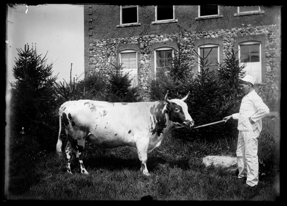 cow, man, Animals, Iowa, Iowa History, bull, history of Iowa, horn, Archives & Special Collections, University of Connecticut Library, Storrs, CT