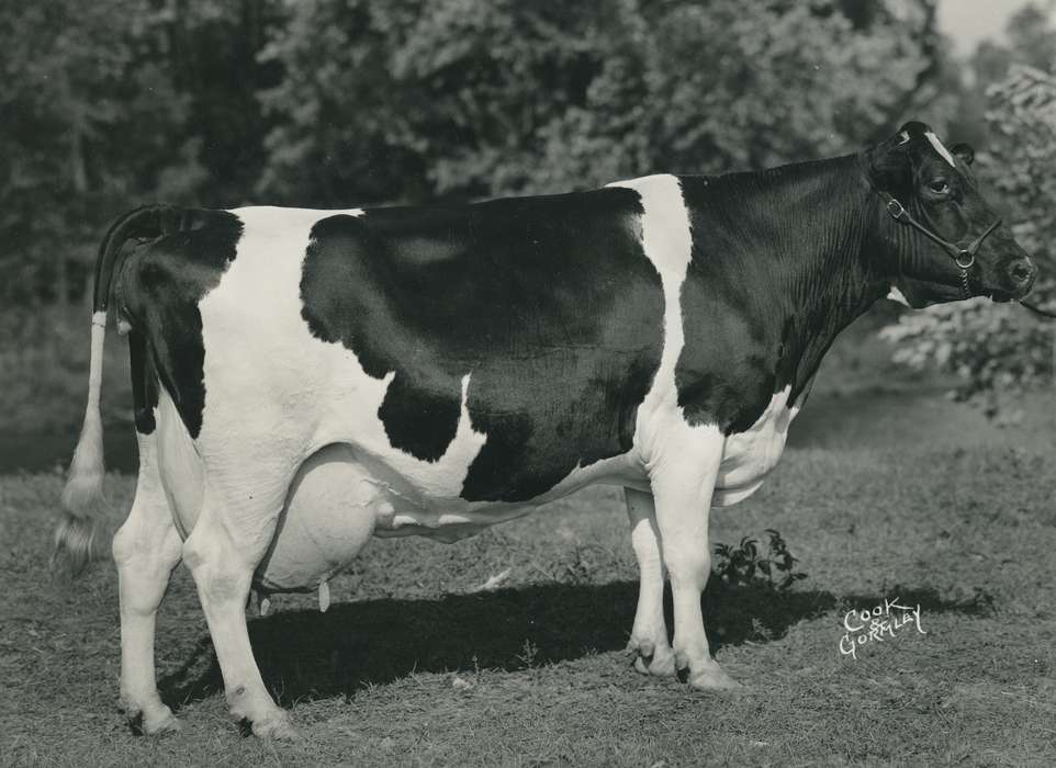 cattle congress, cow, holstein cow, Waterloo, Iowa, Black Hawk, Grout Museum of History and Science, Animals, IA, history, historic, ia, national cattle congress, holstein, United States, Photos