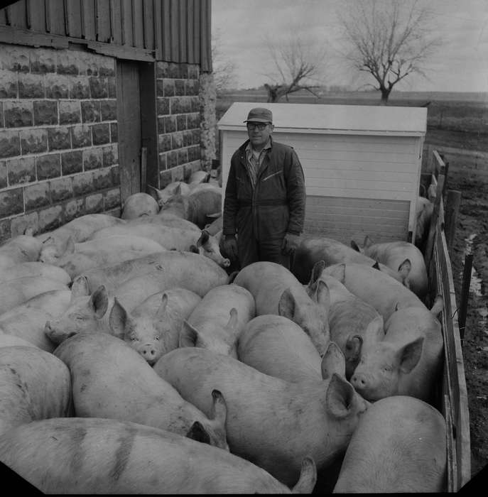 Portraits - Individual, pigs, Iowa, IA, United States, Photos, historic, Labor and Occupations, Coon Rapids, Farms, history, Barns, Animals, ia, Coon Rapids Enterprise, farm