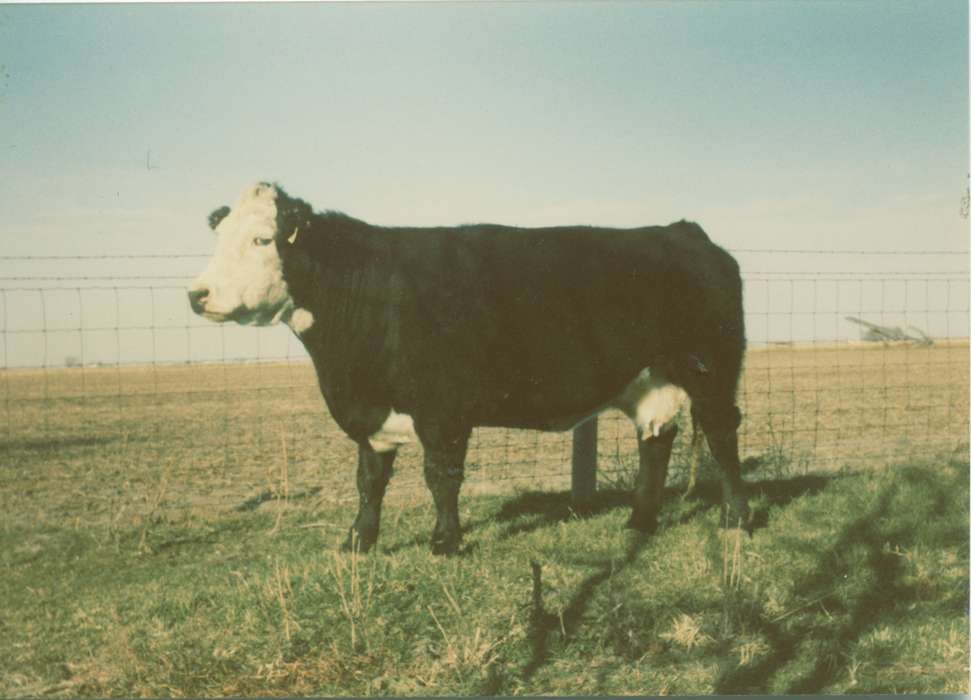 field, Albia, IA, Iowa History, history of Iowa, Lennie, Daniel, Animals, bull, Iowa
