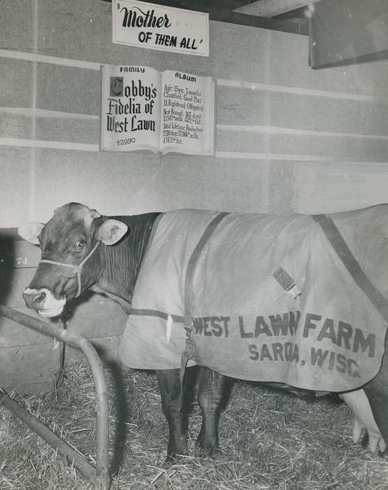 national cattle congress, Animals, cattle congress, Waterloo, Photos, history, ia, IA, historic, brown swiss cow, Black Hawk, silly, Iowa, cow, Grout Museum of History and Science, United States