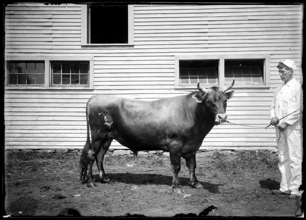 man, history of Iowa, Storrs, CT, Animals, Iowa History, Archives & Special Collections, University of Connecticut Library, cow, horn, Iowa, bull