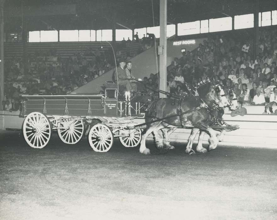 Animals, Photos, history, ia, historic, horse, audience, Iowa, clydesdale, adult man, horse and wagon, IA, Black Hawk, draft horse, horse show, Waterloo, horse team, Fairs and Festivals, Grout Museum of History and Science, United States