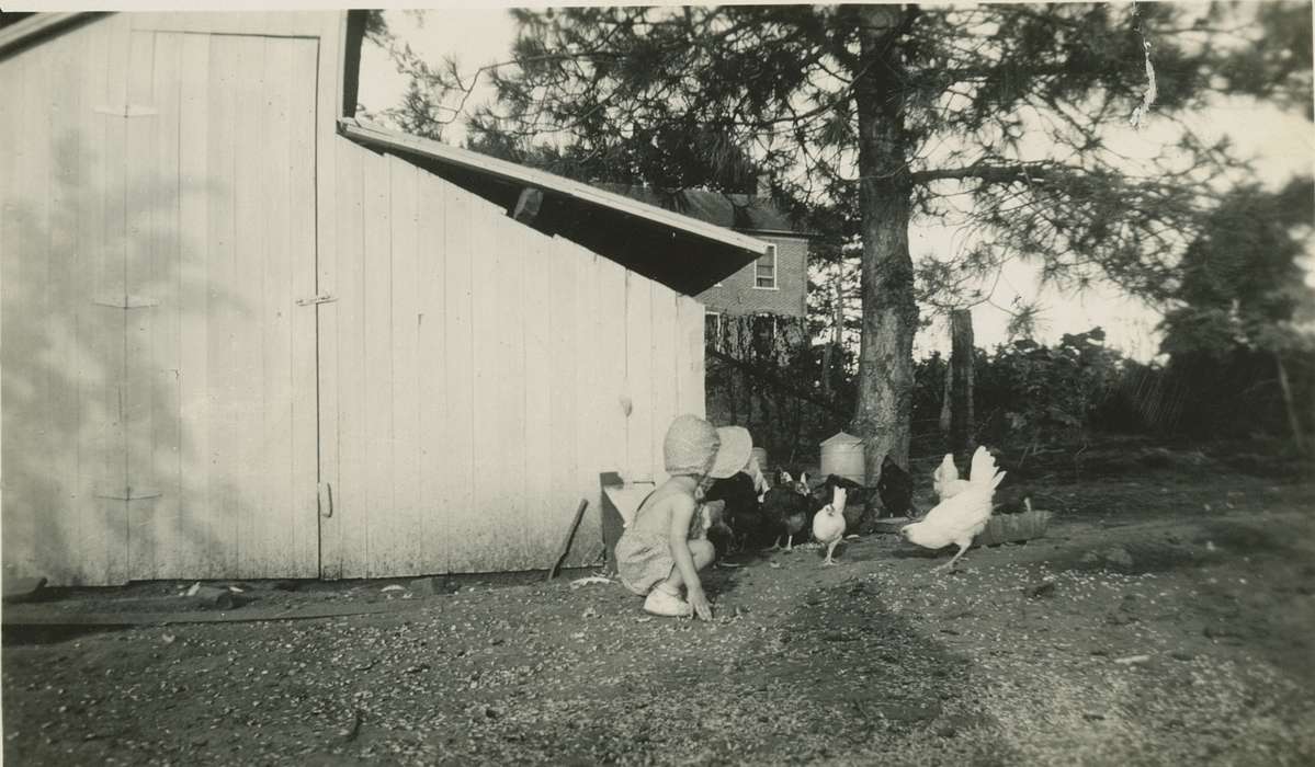 chicken, history of Iowa, chicken coop, bird, Children, Farms, Rogers, Rose Frantz, Iowa, Iowa History, Riverside, IA, Animals, chickens