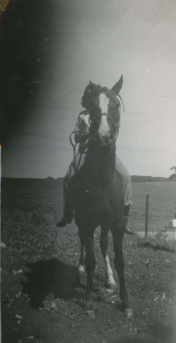 Hampton, IA, Beach, Rosemary, Animals, Farms, Iowa History, Iowa, history of Iowa, horse