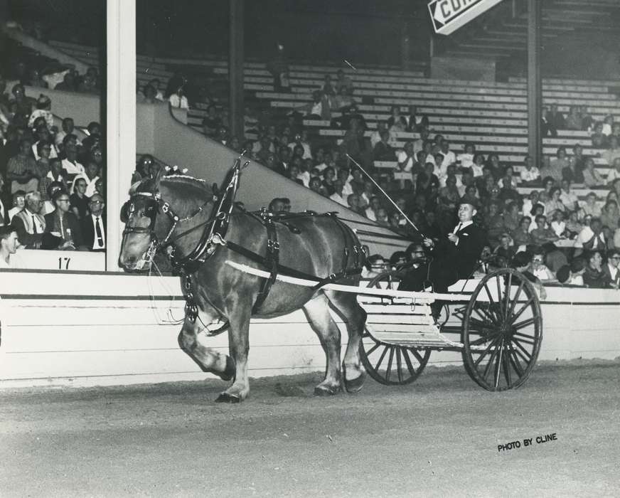 horse and cart, Animals, Photos, history, ia, historic, horse, audience, Iowa, adult man, belgian horse, IA, Black Hawk, horse show, Waterloo, Fairs and Festivals, Grout Museum of History and Science, United States