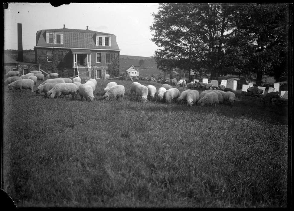 house, sheep, Iowa History, farm, field, Storrs, CT, Archives & Special Collections, University of Connecticut Library, Iowa, history of Iowa
