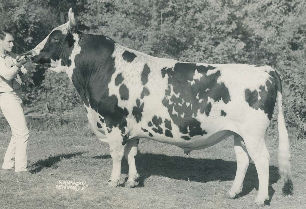 history, ayrshire bull, Photos, cattle congress, Black Hawk, IA, ia, Animals, historic, bull, United States, Grout Museum of History and Science, Waterloo, Iowa, national cattle congress