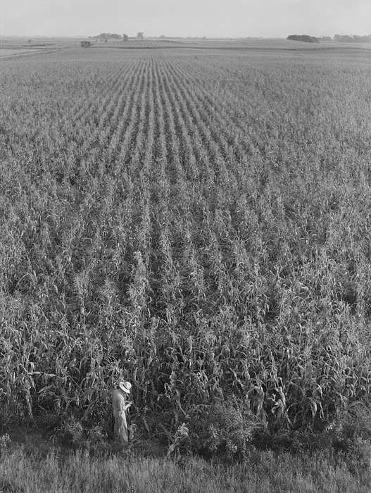 farmer, Farms, cornfield, Portraits - Individual, history of Iowa, Aerial Shots, Iowa History, Library of Congress, Labor and Occupations, field, Iowa