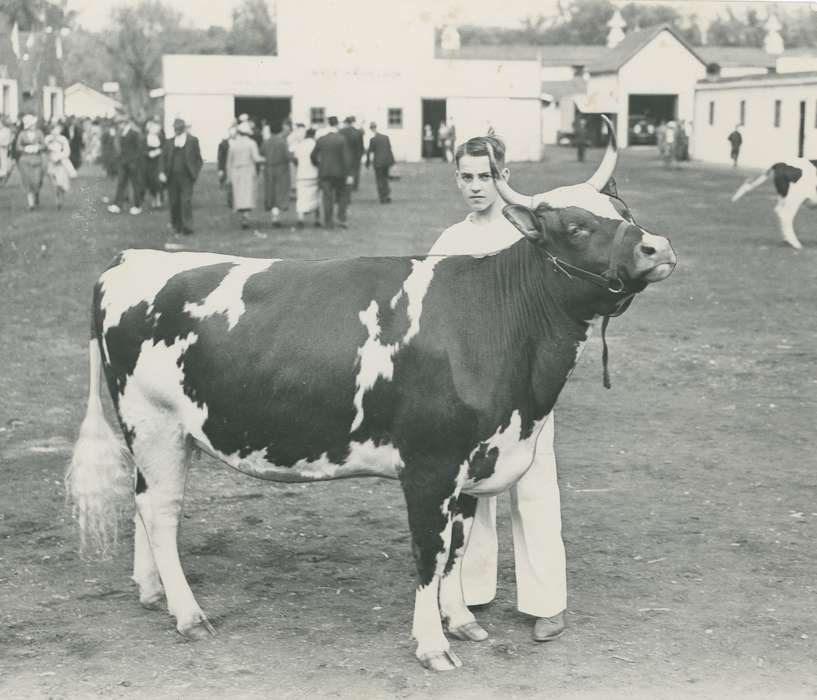 Animals, Waterloo, Photos, history, ia, IA, historic, Black Hawk, ayrshire cow, Iowa, cow, Fairs and Festivals, Grout Museum of History and Science, United States