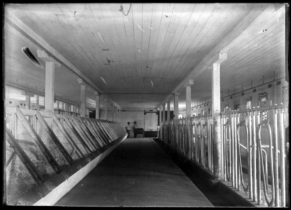 cow milking, Redding, CT, stalls, Archives & Special Collections, University of Connecticut Library, history of Iowa, Iowa, Iowa History