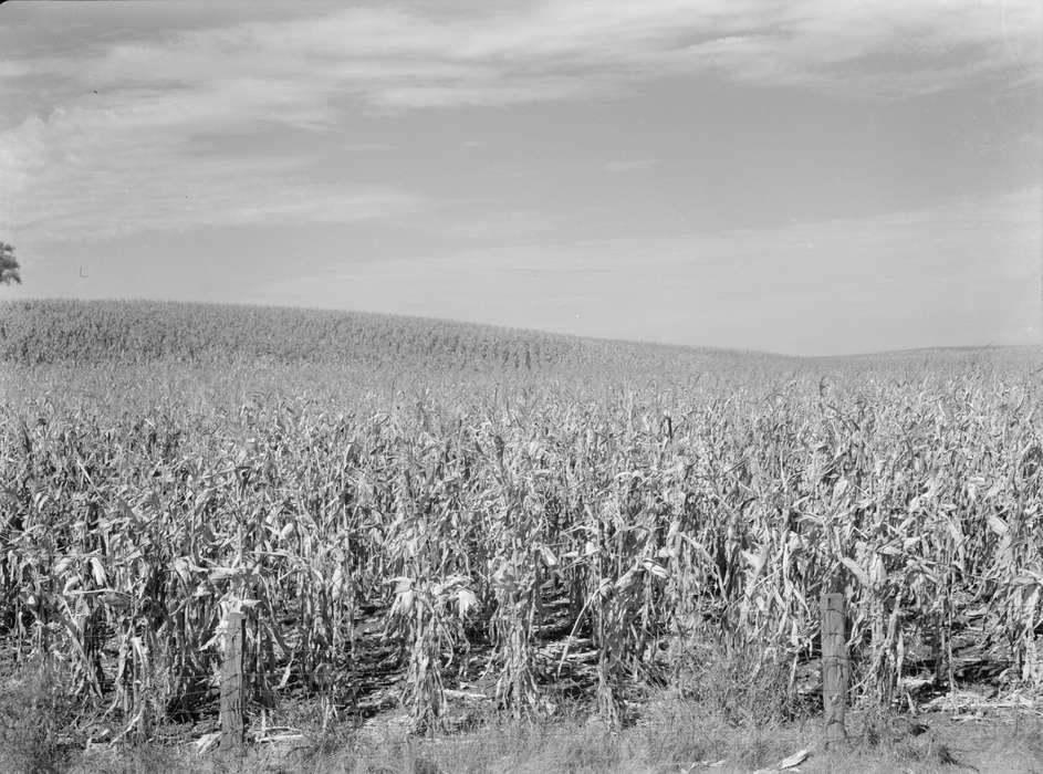 Landscapes, Iowa History, woven wire fence, history of Iowa, cornfield, barbed wire fence, Farms, Library of Congress, Iowa