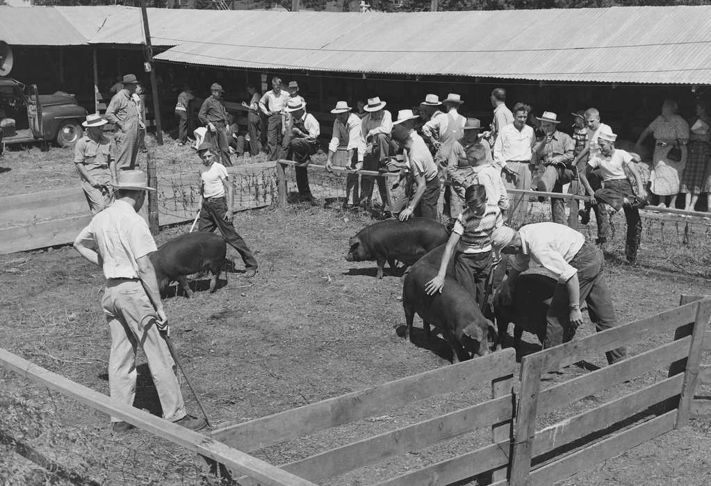 Portraits - Group, United States, history, ia, Photos, pigs, Coon Rapids Enterprise, Animals, historic, Iowa, IA, Coon Rapids