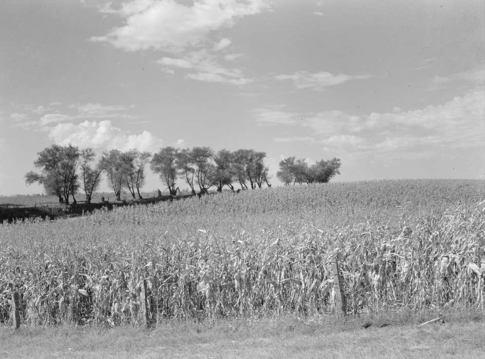 Landscapes, Iowa History, woven wire fence, history of Iowa, tree, cornfield, barbed wire fence, Farms, Library of Congress, Iowa