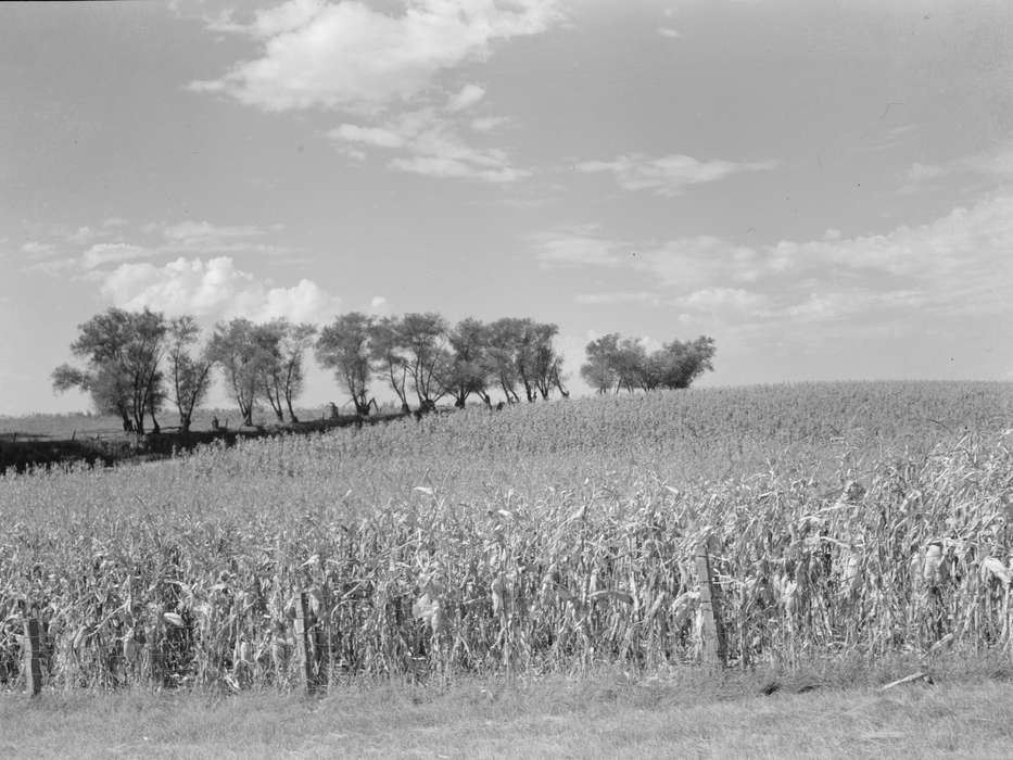 Farms, Landscapes, barbed wire fence, Iowa History, history of Iowa, woven wire fence, Library of Congress, Iowa, trees, cornfield
